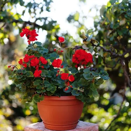 Garden Iii 戈斯蒂宁